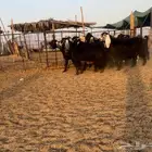 ماعز دفيع تم البيع