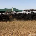 ماعز قبرصيات اصل اجروم