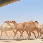 ذود كفو