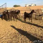 جذعات قبرصيات نوادر((( تم البيع )))