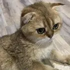 سكوتش فولد انثى