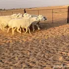 رخال حريات حرش((( تم البيع )))