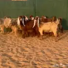 جفرات عوارض صفر اجروم تم البيع