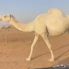 عشرا ثنية معها قعود