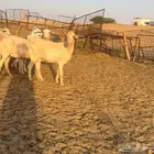 ماعز السنين المعروفه بالحليب الوافر