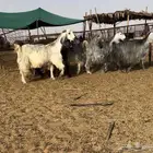 معزا مصريات شهب اصل حليب تم البيع