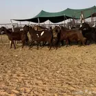 ماعز قبرصيات اصل اجروم