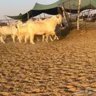 ماعز مصريات اصل دفيع