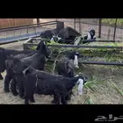 تيوس وجفار للبيع