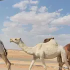 بكره باتليه طيبه ( تم البيع )