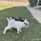 ماعز قزم تشيكي امريكي