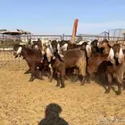 جفرات مصريات نوادر