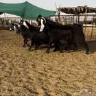ماعز عوارض نظيفه