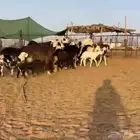 نجد مواليد ودفيع طيبه((( تم البيع )))