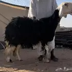 نجديه رباع خصم