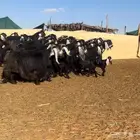 معزا عوارض فاخره