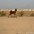 مهر شيخ للبدل او للبيع