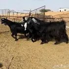 معزا مصريات فاخره((( تم البيع)))
