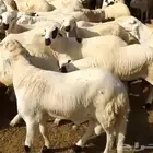 طليان سواكن دبازين جذعان