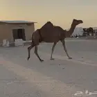 خلفه حدرها بكره وهديه