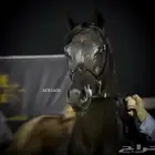 مهر واهو اشقر