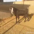 فحل تيس مصري جرم اجم رباع