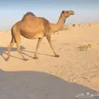 للبيع ناقه لقحه صفرا