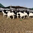 رخال برابر جذعات((( تم البيع )))