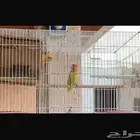 للبيع طيور اليفه