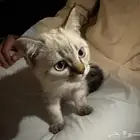 قط ذكر للبيع