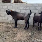 عنز وتيس شامي طيبه