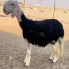 رخل نجديه خصم