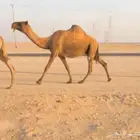 لقحه صفرا لها باللقاح 10 شهور