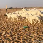 حريات مواليد فاخره