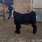 تيس عارضي مشروع فحل كفو