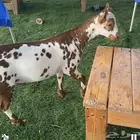 يوجد تيس عماني مشروع فحل جرم وجباره