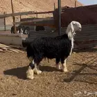 فحل نجد صنف الصنف