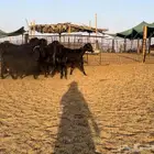 ماعز قبرصيات دلم. اصل