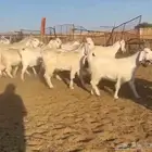 معزا مصريات فاخره