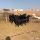 معزا قبرصيات دلم