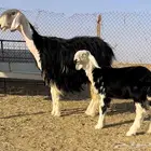 نجديه خصم تحتها رخل