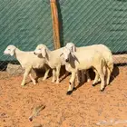 بهم حري لباني