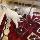 تيس تيشكي امريكي البف