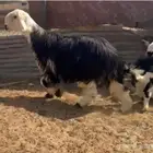 فحل نجدي صنف