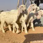 رخال عيسيات خصم منوة القناي