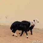 للبيع طليان