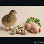 سلام عليكم متوفر بيض السمان بكميات كبيرة.