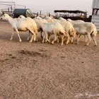 للبيع حريات دفيع كشف سونار منوة القناي