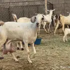 ماعز بيشيات حليب كفو ومولد 2 معها 4