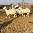 غنم حريات اجروم نظيفه